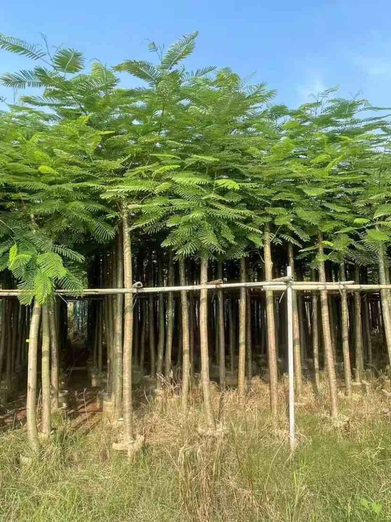凤凰木3-15分，各种规格，大量低价出售