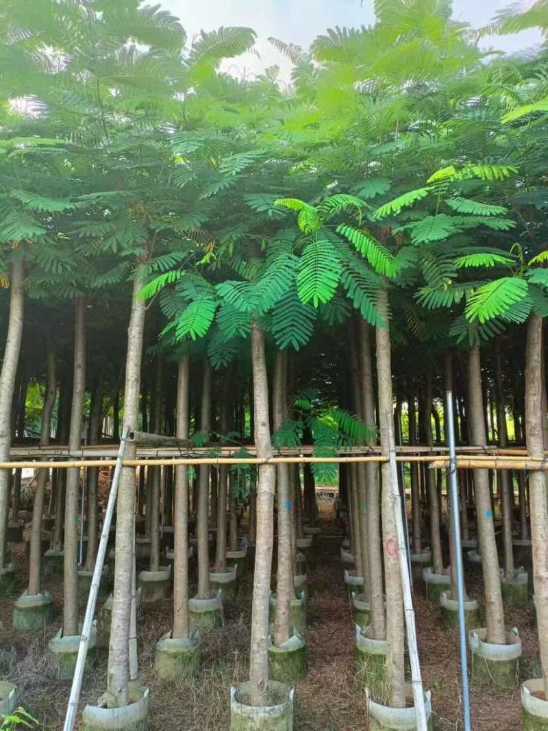 凤凰木3-15分，各种规格，大量低价出售