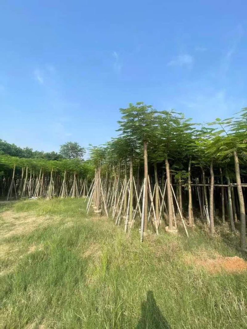 凤凰木3-15分，各种规格，大量低价出售