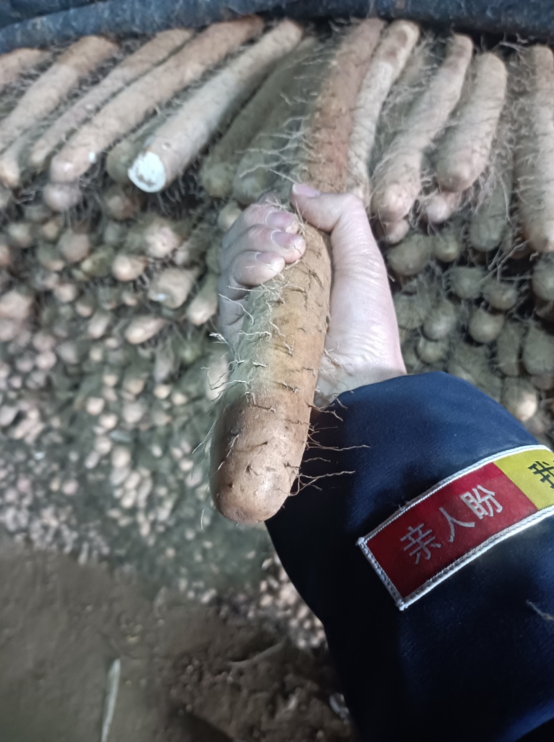 山东莘县白玉山药产地一手货源供应电商市场超市