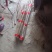山东莘县白玉山药产地一手货源供应电商市场超市