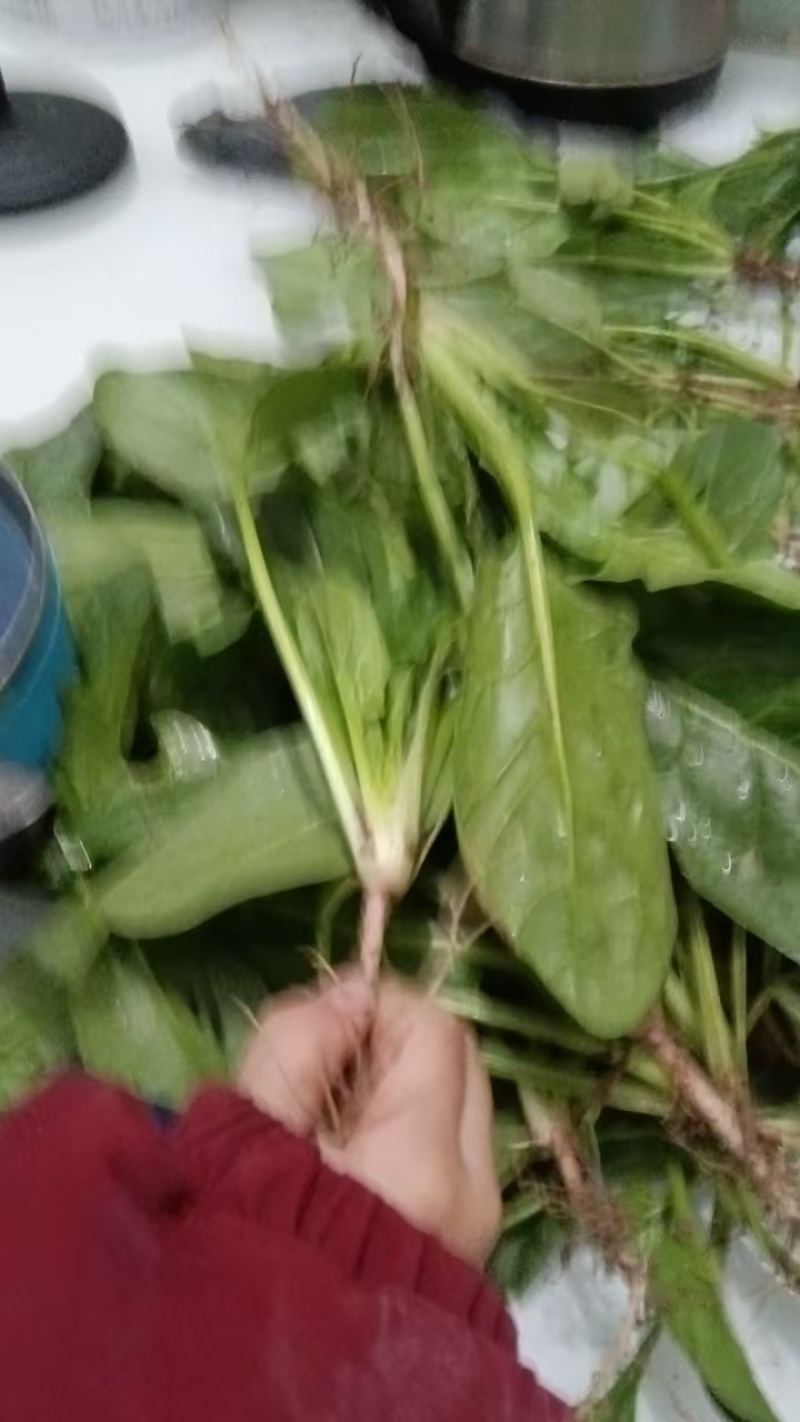 露天直立菠菜