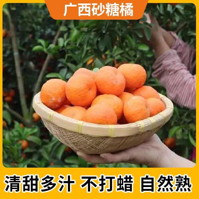 【爆甜】正宗广西沙糖桔纯甜无籽新鲜水果桔子砂糖橘小橘子包甜