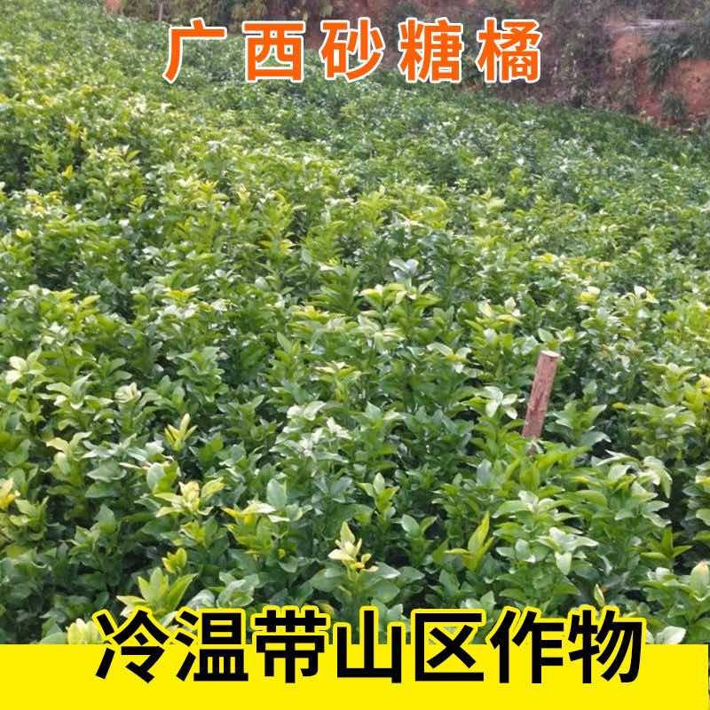 【爆甜】正宗广西沙糖桔纯甜无籽新鲜水果桔子砂糖橘小橘子包甜