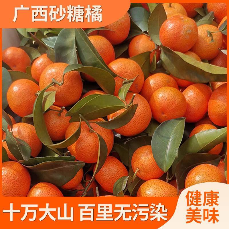【爆甜】正宗广西沙糖桔纯甜无籽新鲜水果桔子砂糖橘小橘子包甜