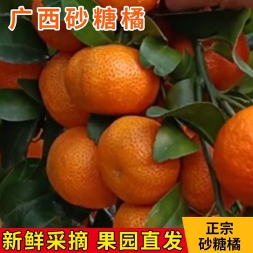 【爆甜】正宗广西沙糖桔纯甜无籽新鲜水果桔子砂糖橘小橘子包甜