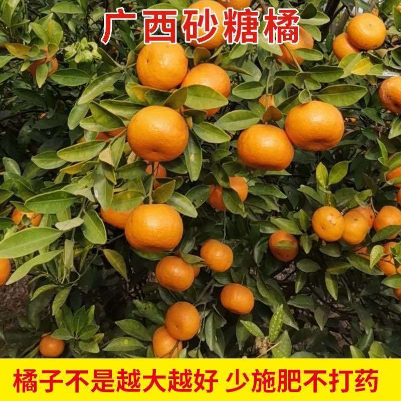 【爆甜】正宗广西沙糖桔纯甜无籽新鲜水果桔子砂糖橘小橘子包甜
