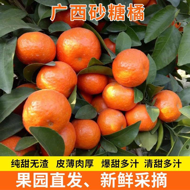 【爆甜】正宗广西沙糖桔纯甜无籽新鲜水果桔子砂糖橘小橘子包甜