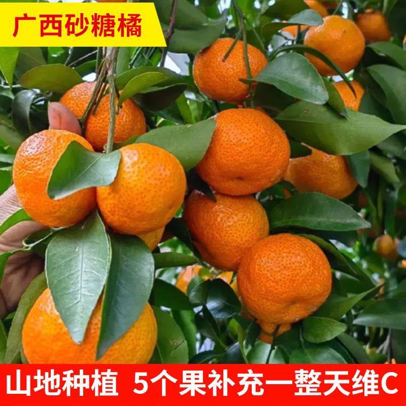 【爆甜】正宗广西沙糖桔纯甜无籽新鲜水果桔子砂糖橘小橘子包甜