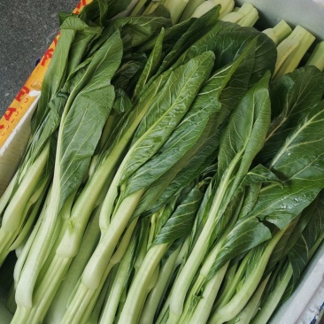 连州菜心