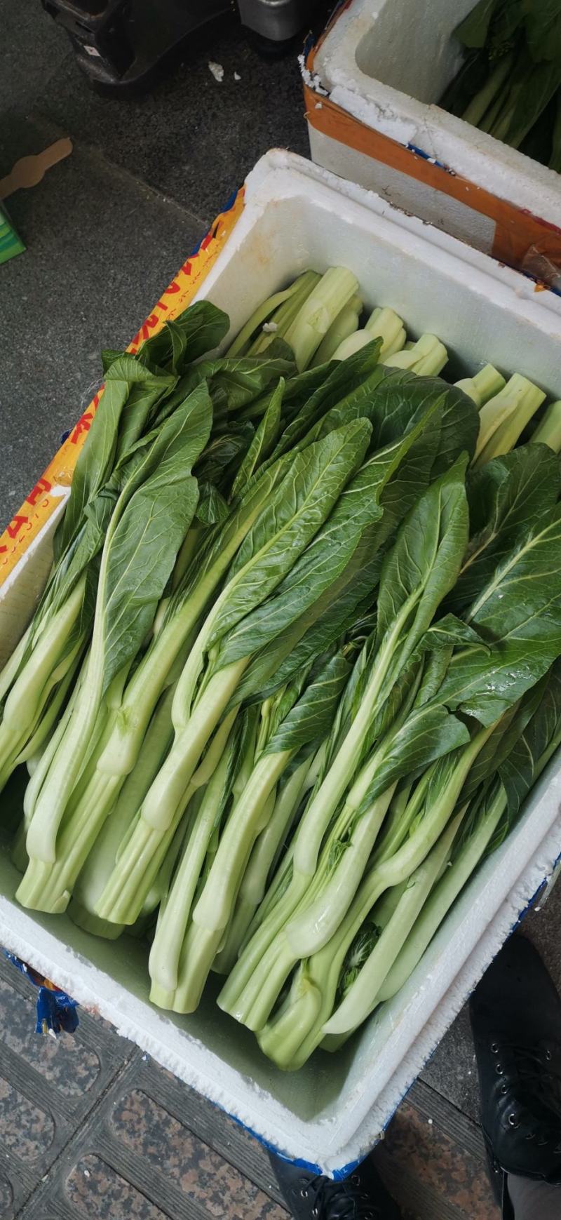 连州菜心