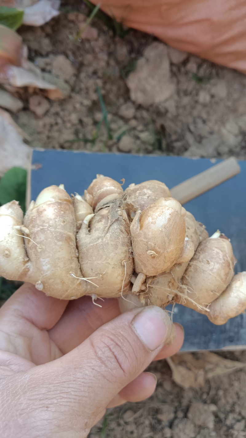现挖沙土姜，一分钱一分货，大姜