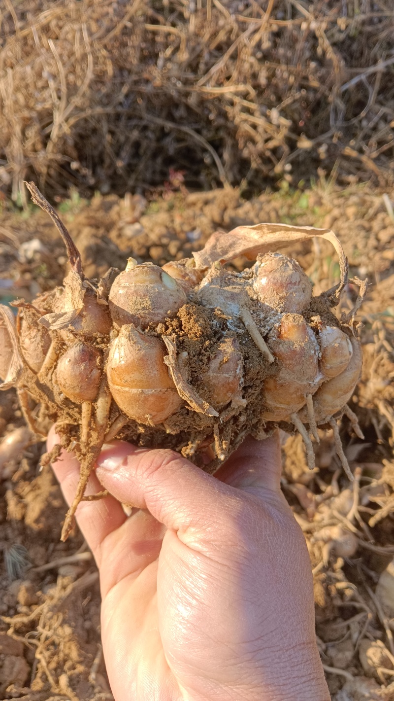 现挖沙土姜，一分钱一分货，大姜