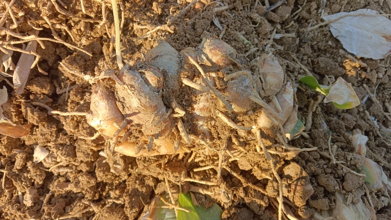 现挖沙土姜，一分钱一分货，大姜
