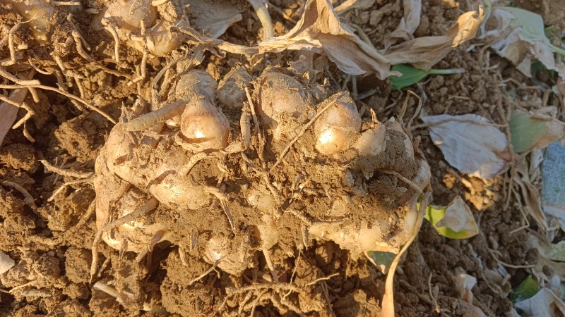 现挖沙土姜，一分钱一分货，大姜