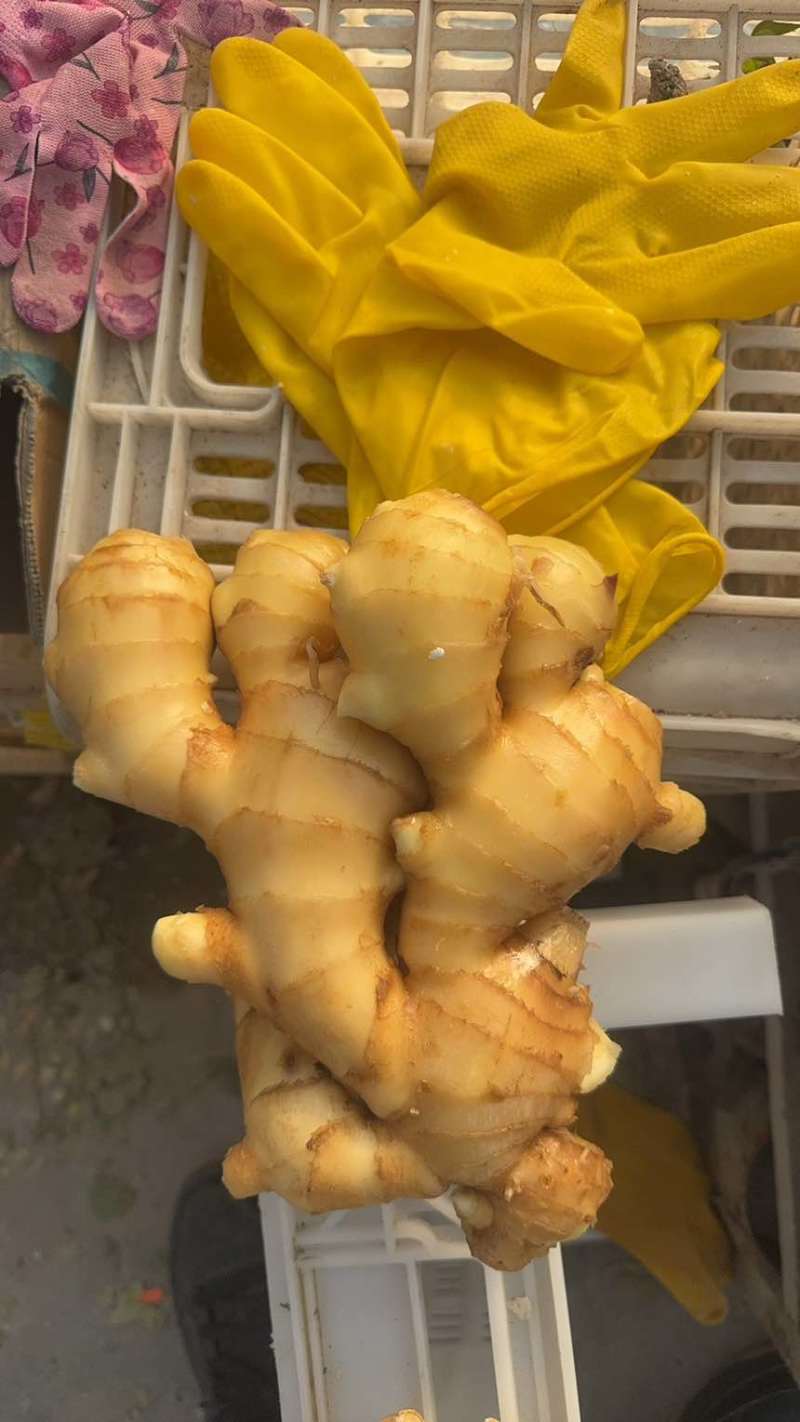 山东精选优质生姜大姜大黄姜产地一手货源质量保证