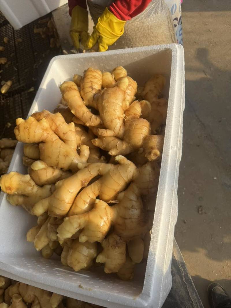山东精选优质生姜大姜大黄姜产地一手货源质量保证