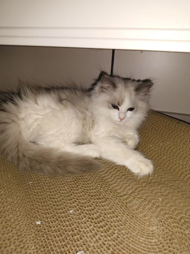 布偶猫两只一窝一公一母可单买买两只有优惠无病健康