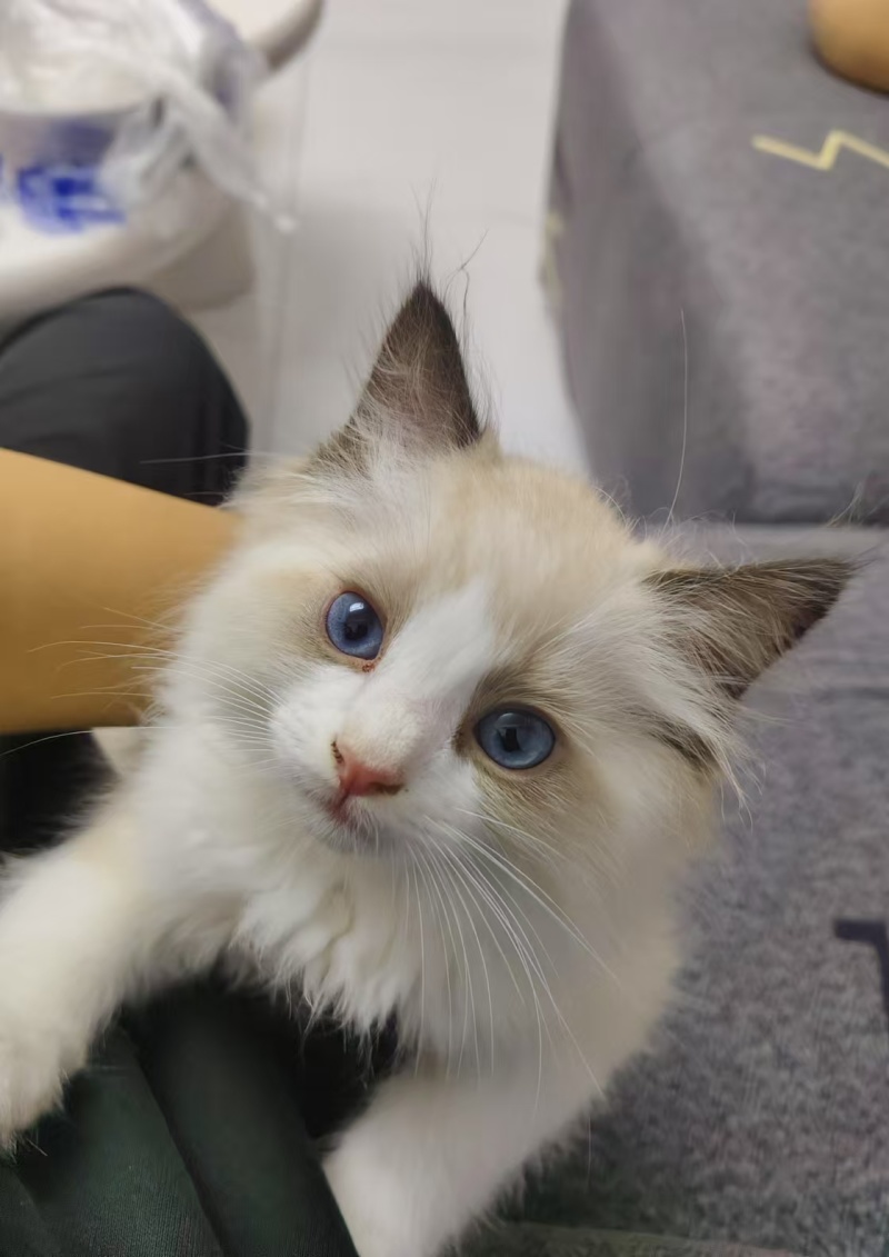 布偶猫两只一窝一公一母可单买买两只有优惠无病健康