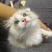 布偶猫两只一窝一公一母可单买买两只有优惠无病健康