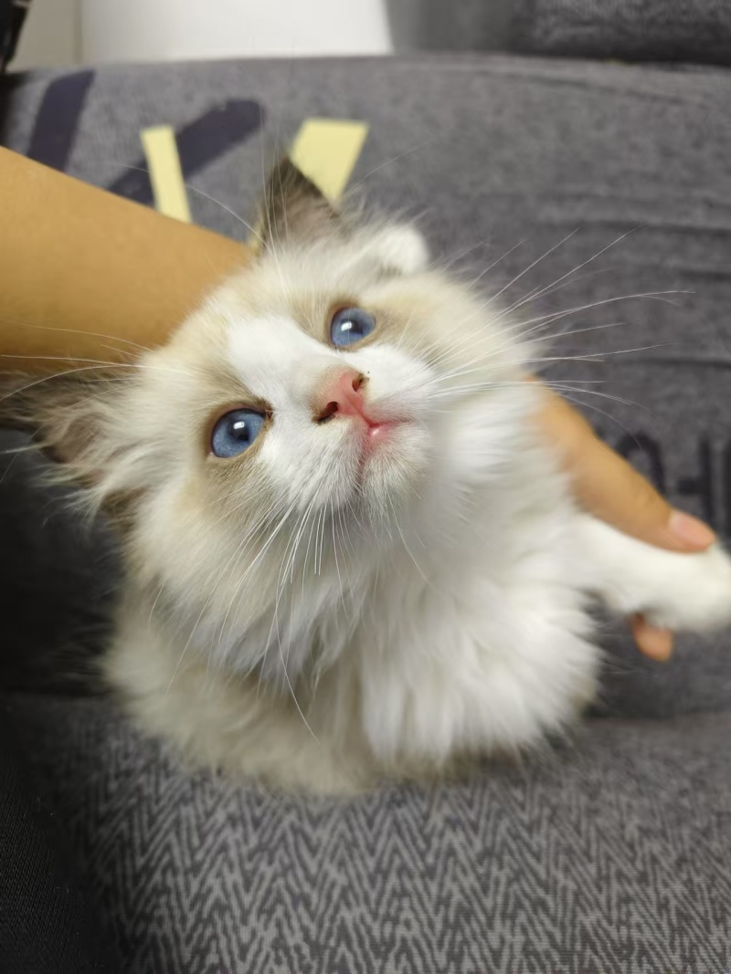 布偶猫两只一窝一公一母可单买买两只有优惠无病健康