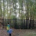 荫香树