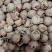 临安山核桃
