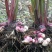 芭蕉芋淀粉（厂家直销、无添加、无杂质）