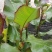 芭蕉芋淀粉（厂家直销、无添加、无杂质）