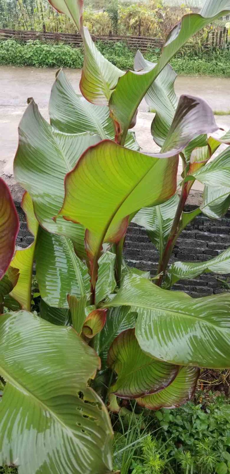 芭蕉芋淀粉（厂家直销、无添加、无杂质）