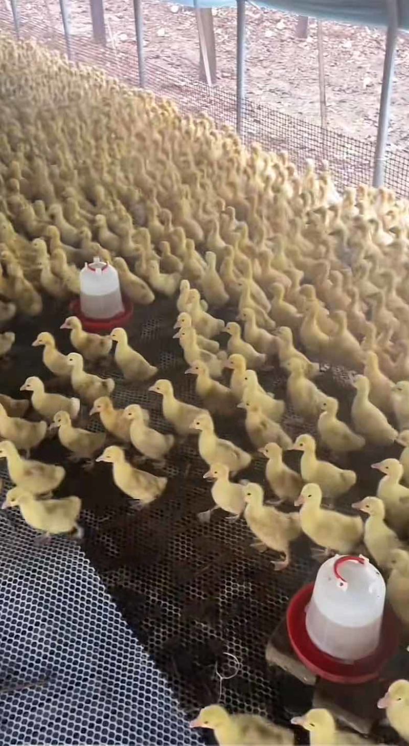 大三花鹅苗，泰州鹅苗，浦三鹅苗，浙东鹅苗，狮头鹅苗
