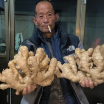 山东精品泥姜
