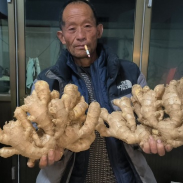山东精品泥姜
