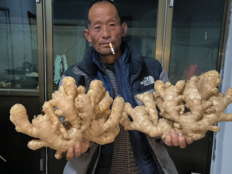 山东精品泥姜
