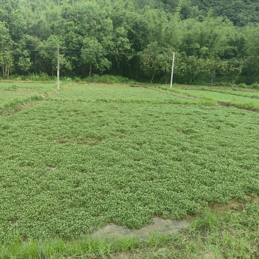 清远清新区浸石潭山水西洋菜