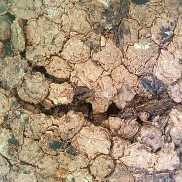 卖核桃油渣