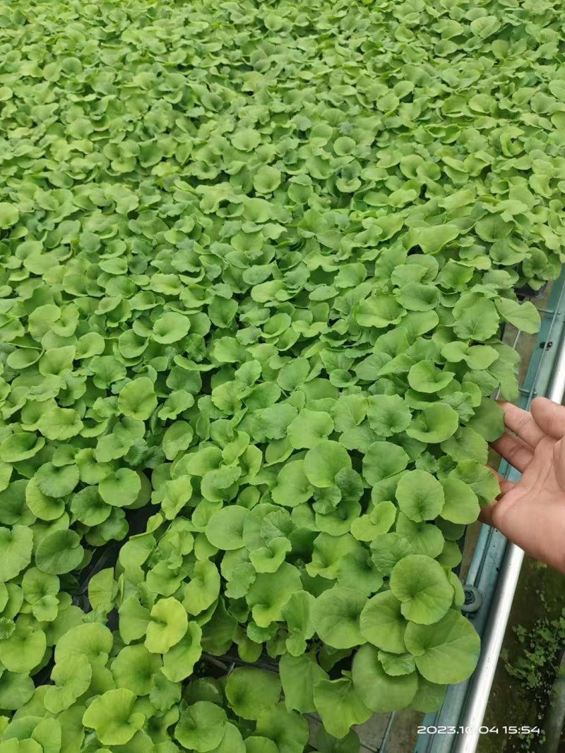 大花樱草种苗
