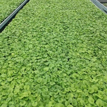 大花樱草种苗