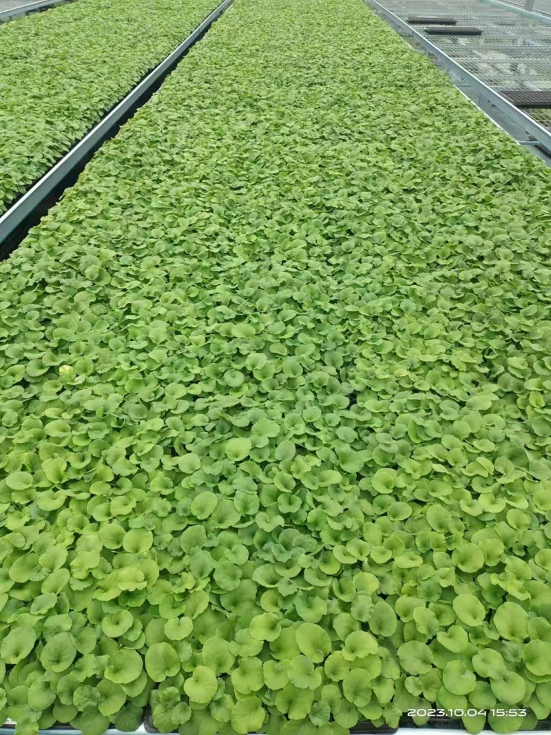大花樱草种苗