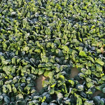 河南扶沟县自家种的趴地菠菜，大量供应