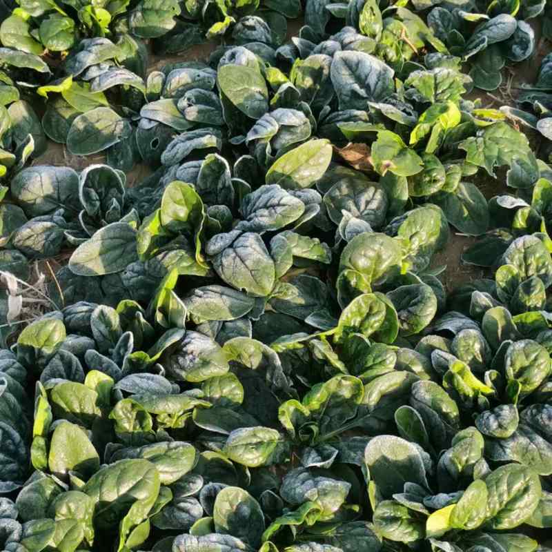 河南扶沟县自家种的趴地菠菜，大量供应