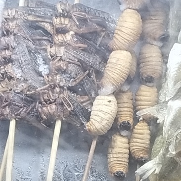 竹虫