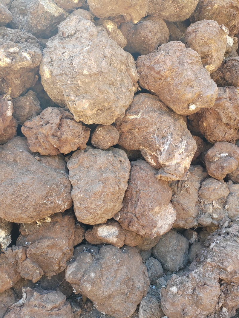 茯苓