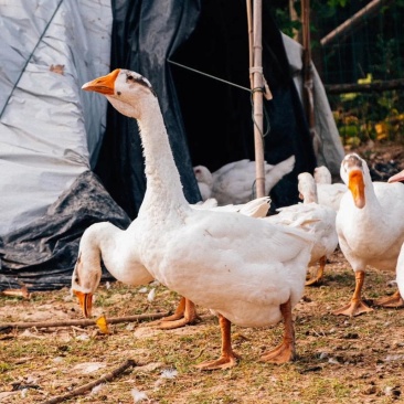 大鹅