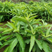 艾纳草