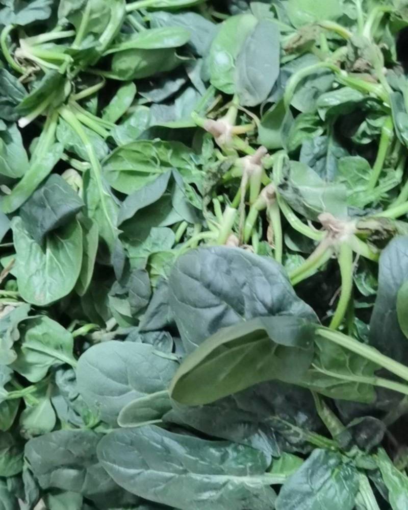 波菜