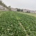 趴地菠菜三亩地