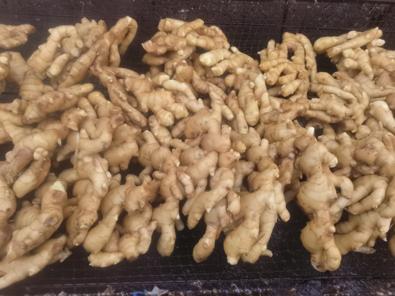 需要大姜的联系