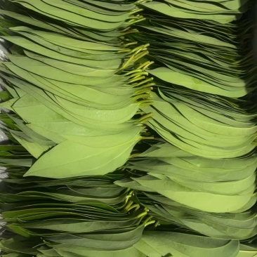 平安树叶片