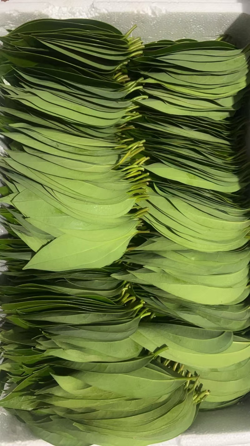 平安树叶片